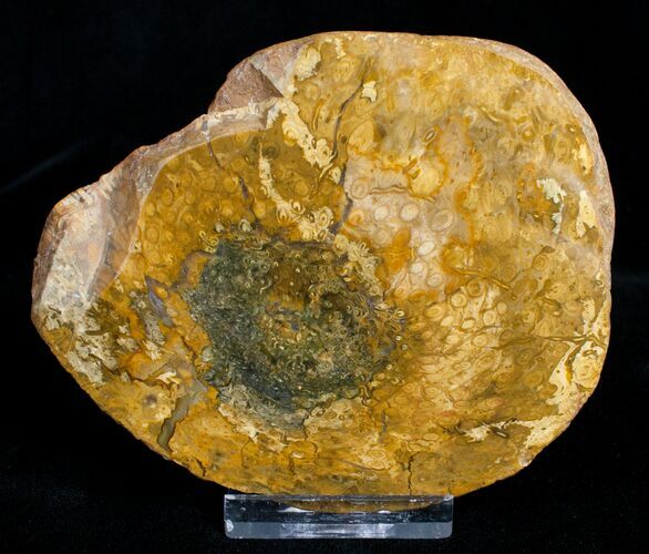 Large Osmunda Petrified Wood End Slice - Rare #3403